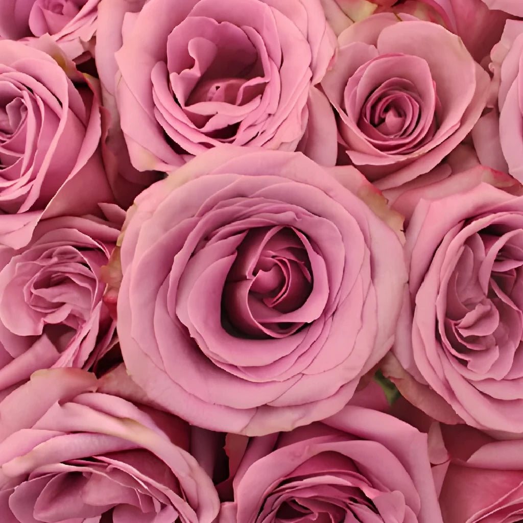 Purple Moon Roses Standard - alternative 3