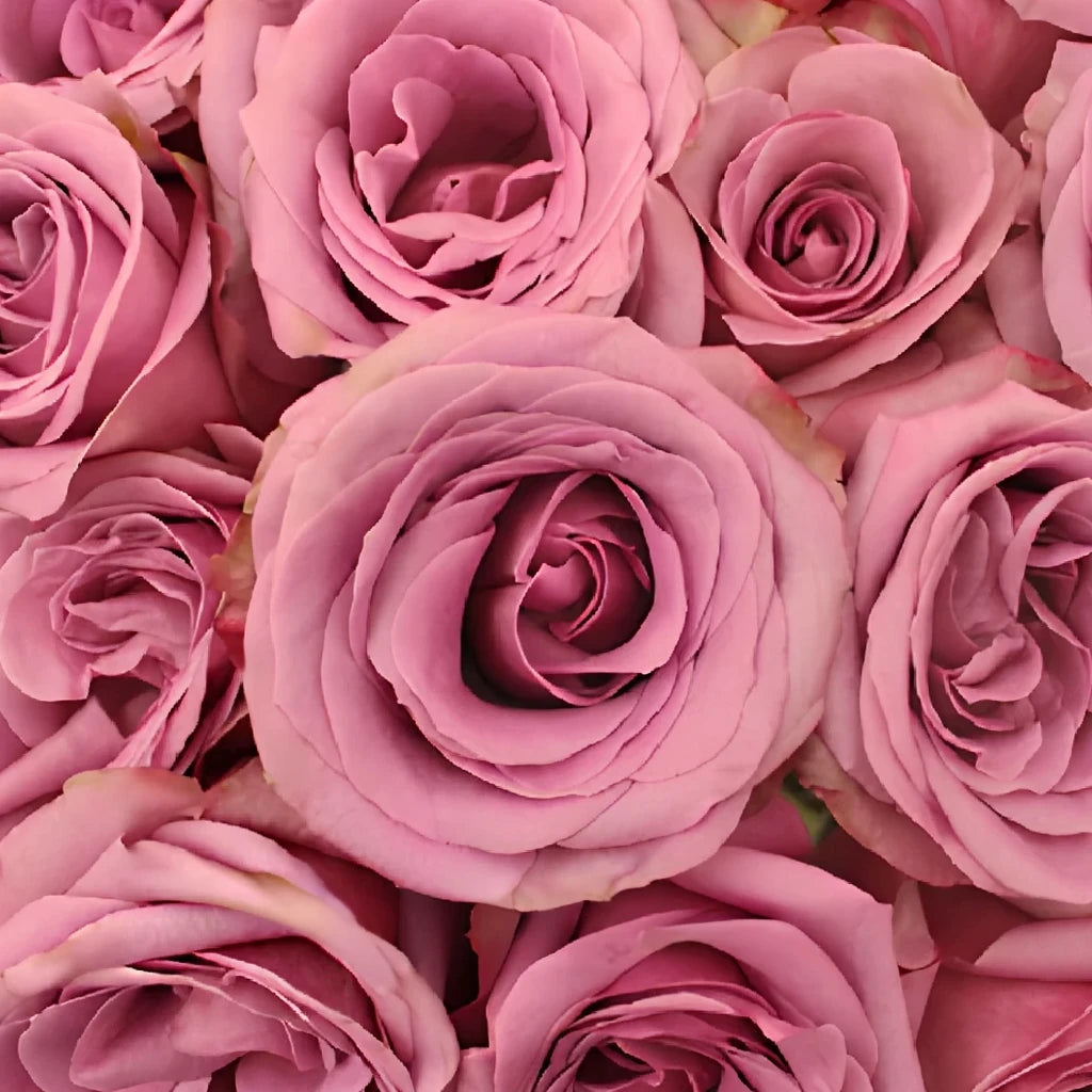 Blue Curiosa Roses Standard - alternative 1