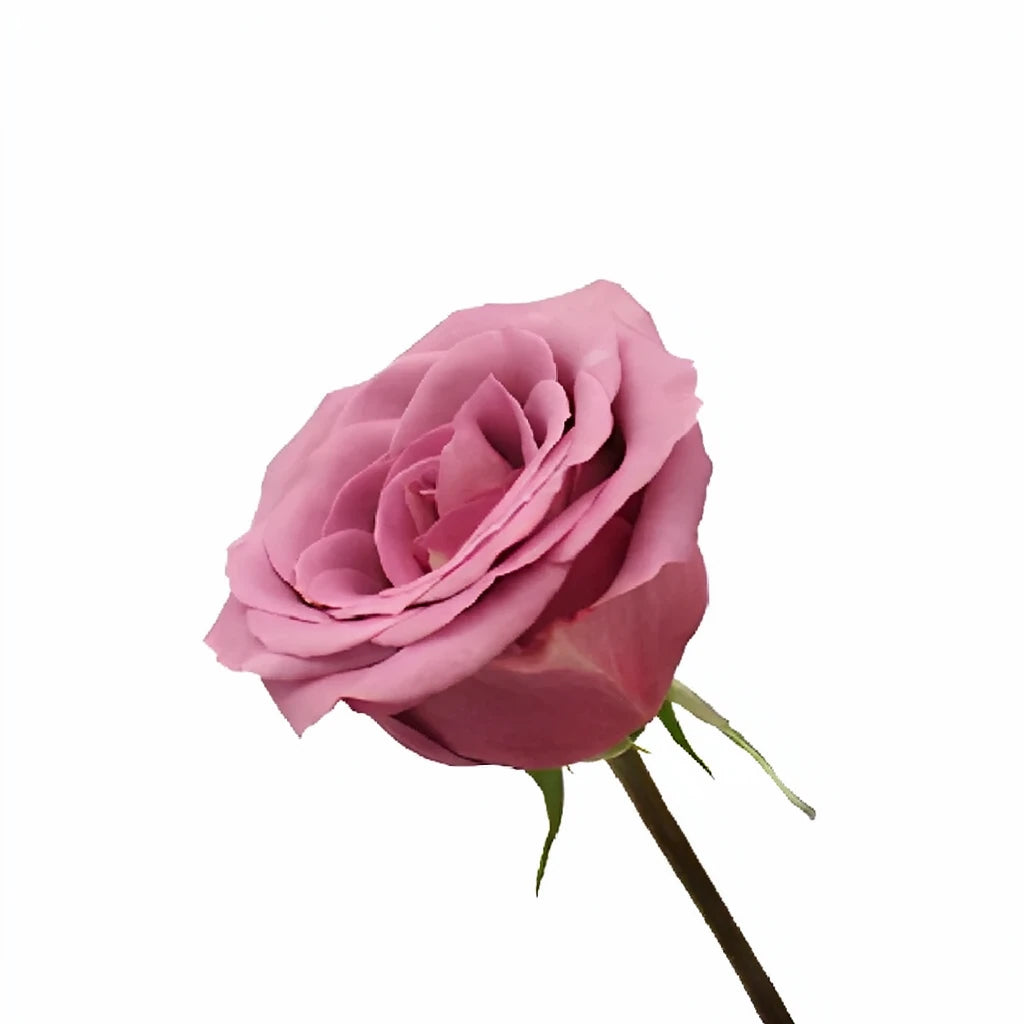 Purple Moon Roses Standard - alternative 2