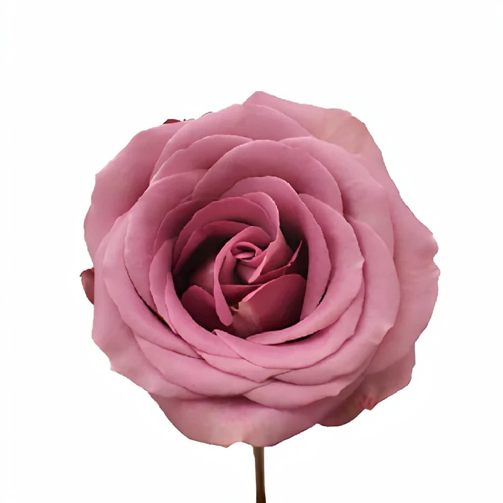 Blue Curiosa Roses Standard - alternative 2