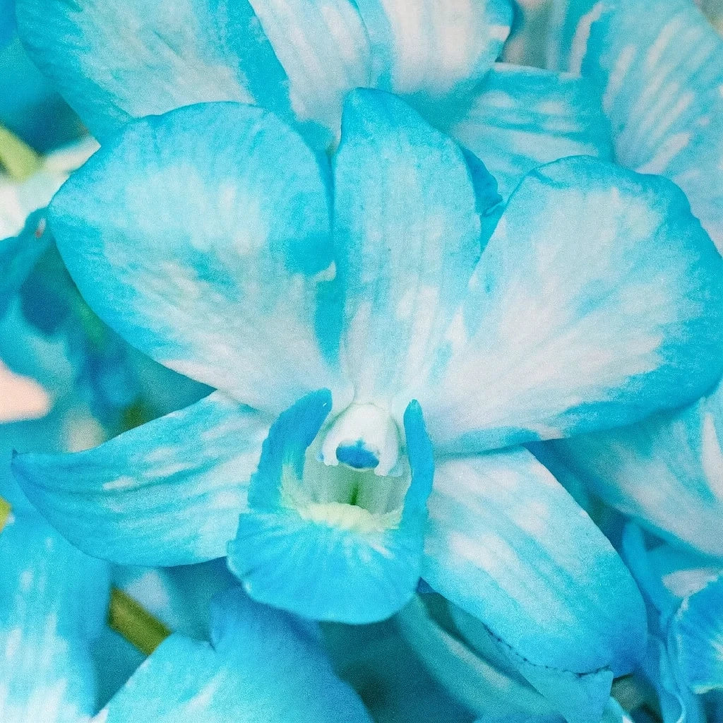Blue Orchids Dendrobium - alternative 3