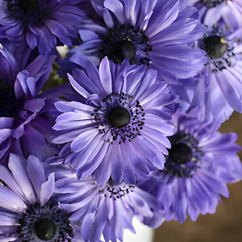 Blue Fullstar Anemones - Blue - alternative 2