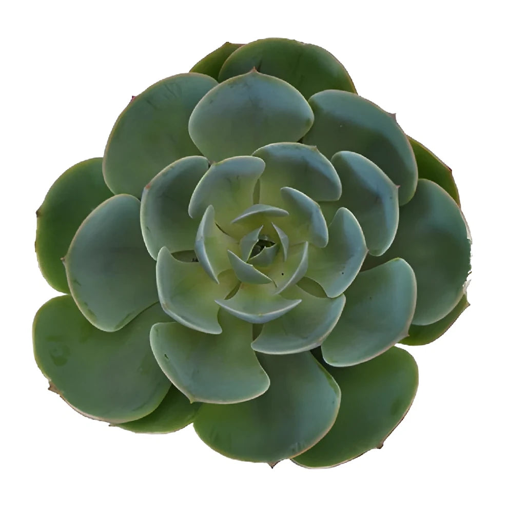 Green Succulents - main