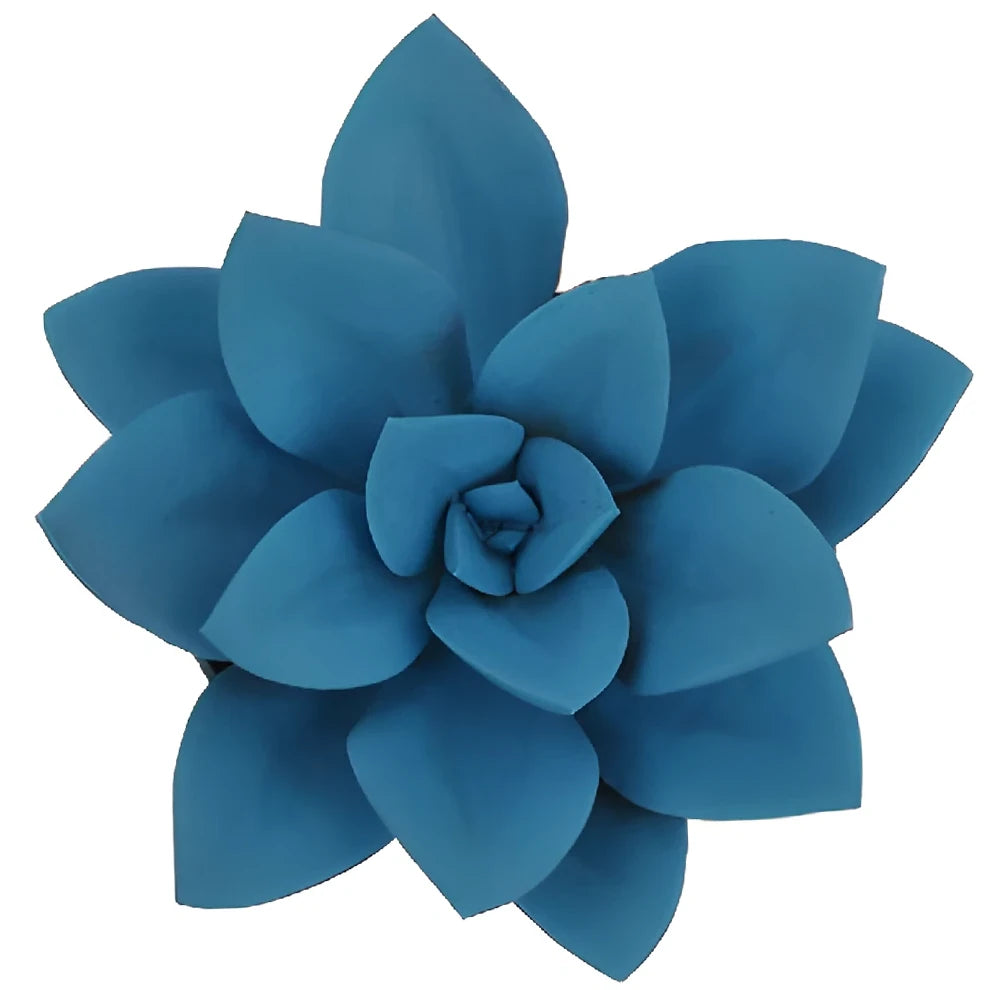 Blue Succulents - main