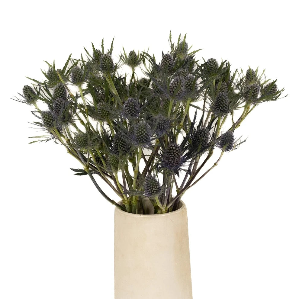 Blue Thistle - alternative 2
