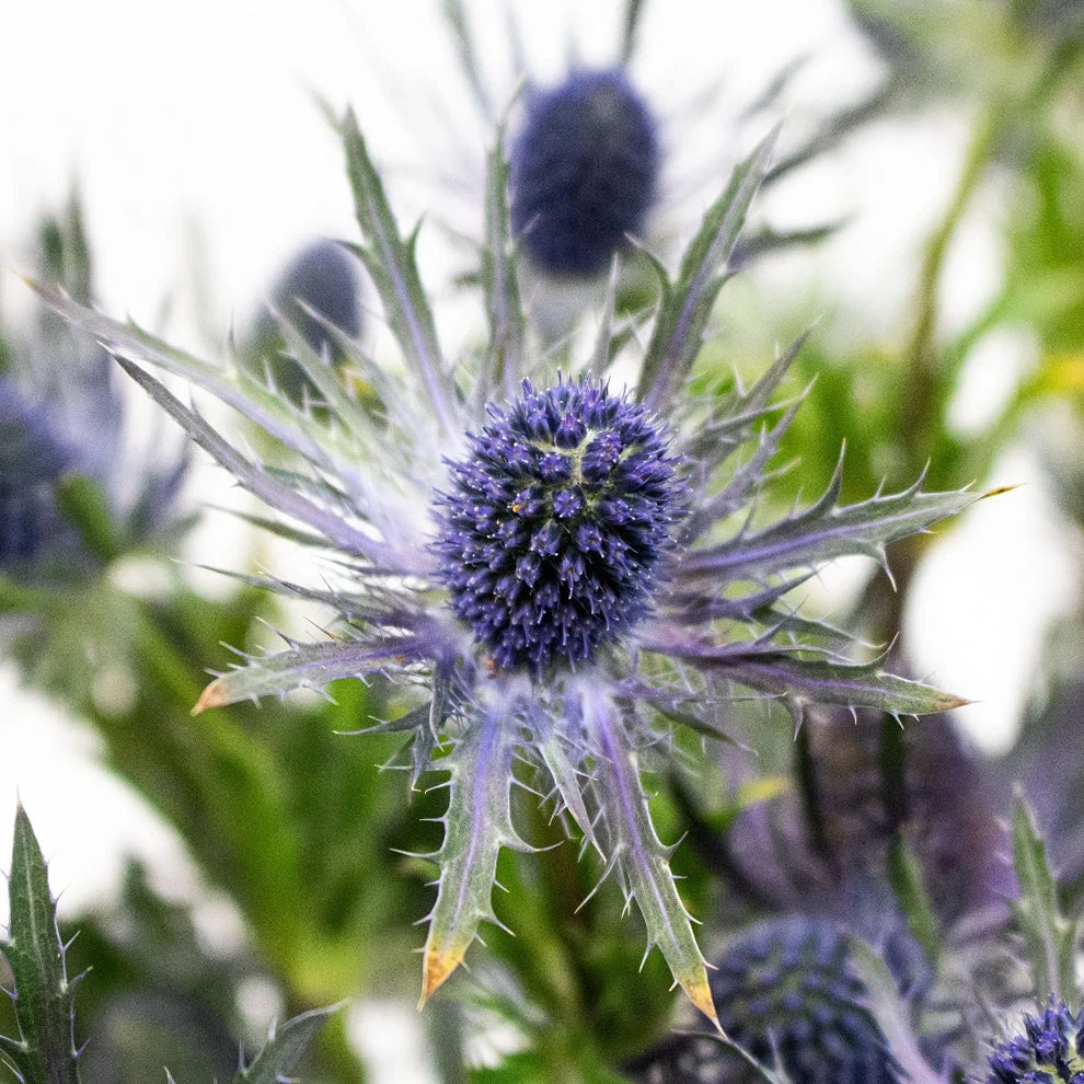 Blue Thistle - main