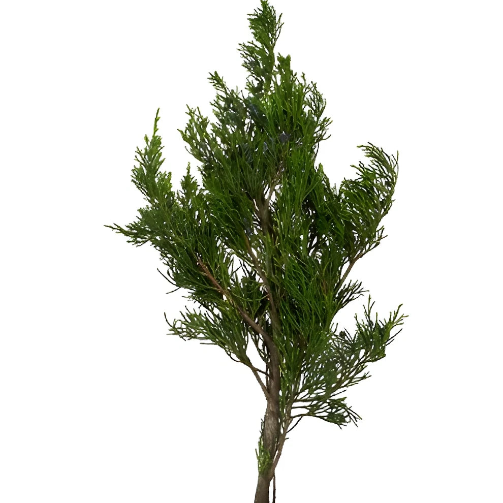 Blue Berry Cedar Greenery - alternative 2