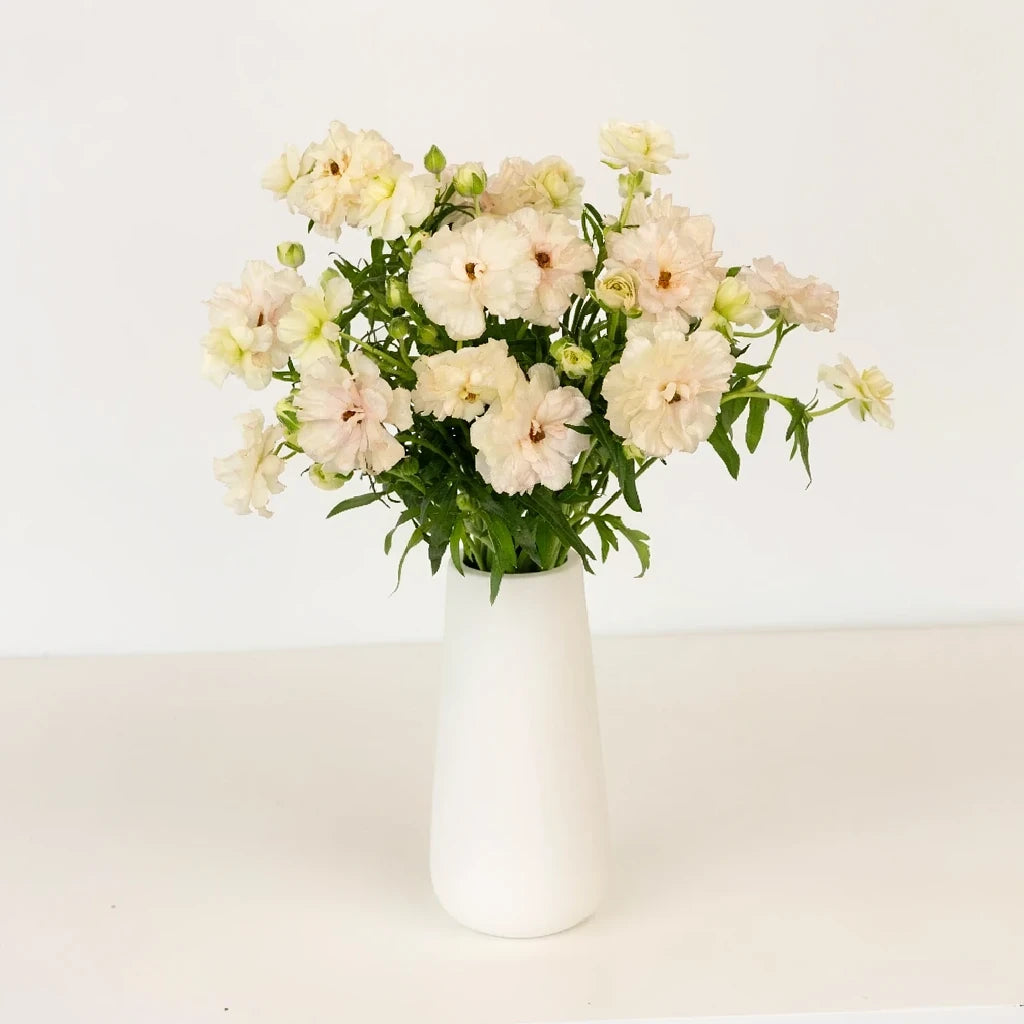 Blush Ranunculus - main