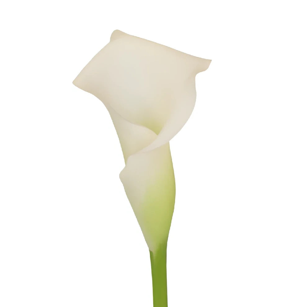 Sapporo Calla Lily Mini - main