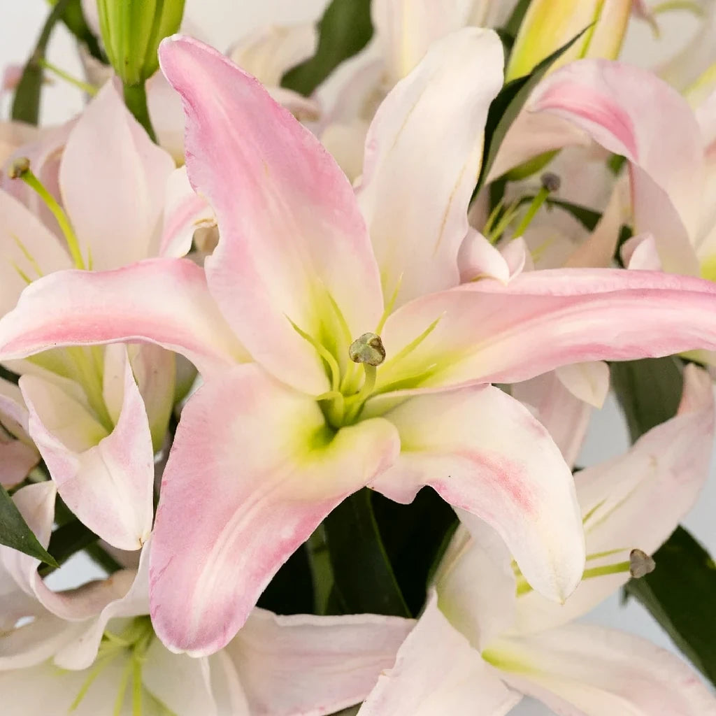 Willeke Alberti Lilies Oriental - alternative 1