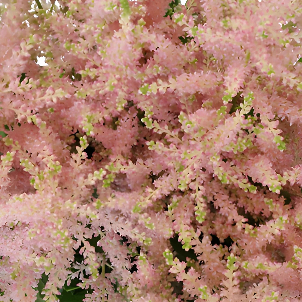 Blush Astilbe - alternative 1