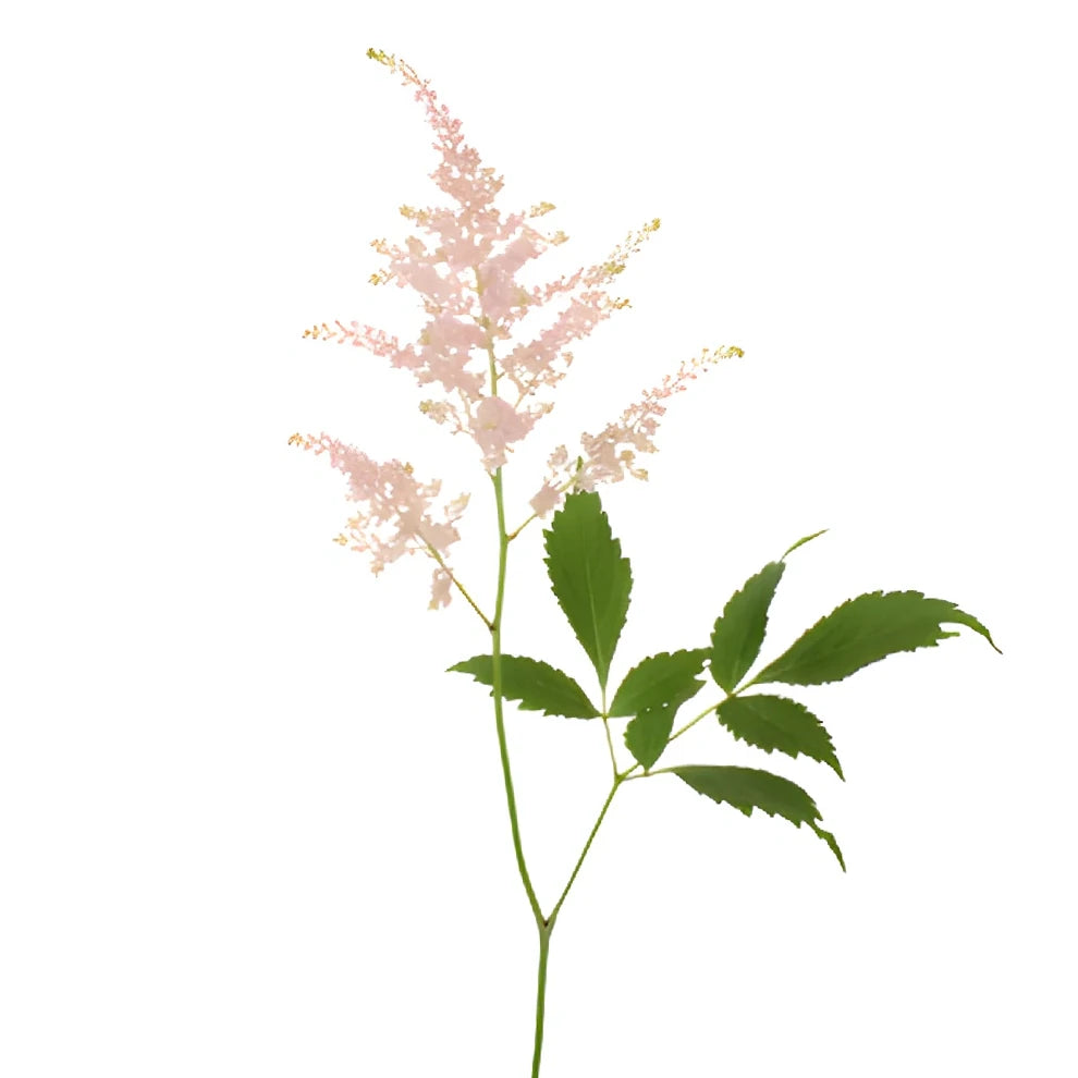 Blush Astilbe - main