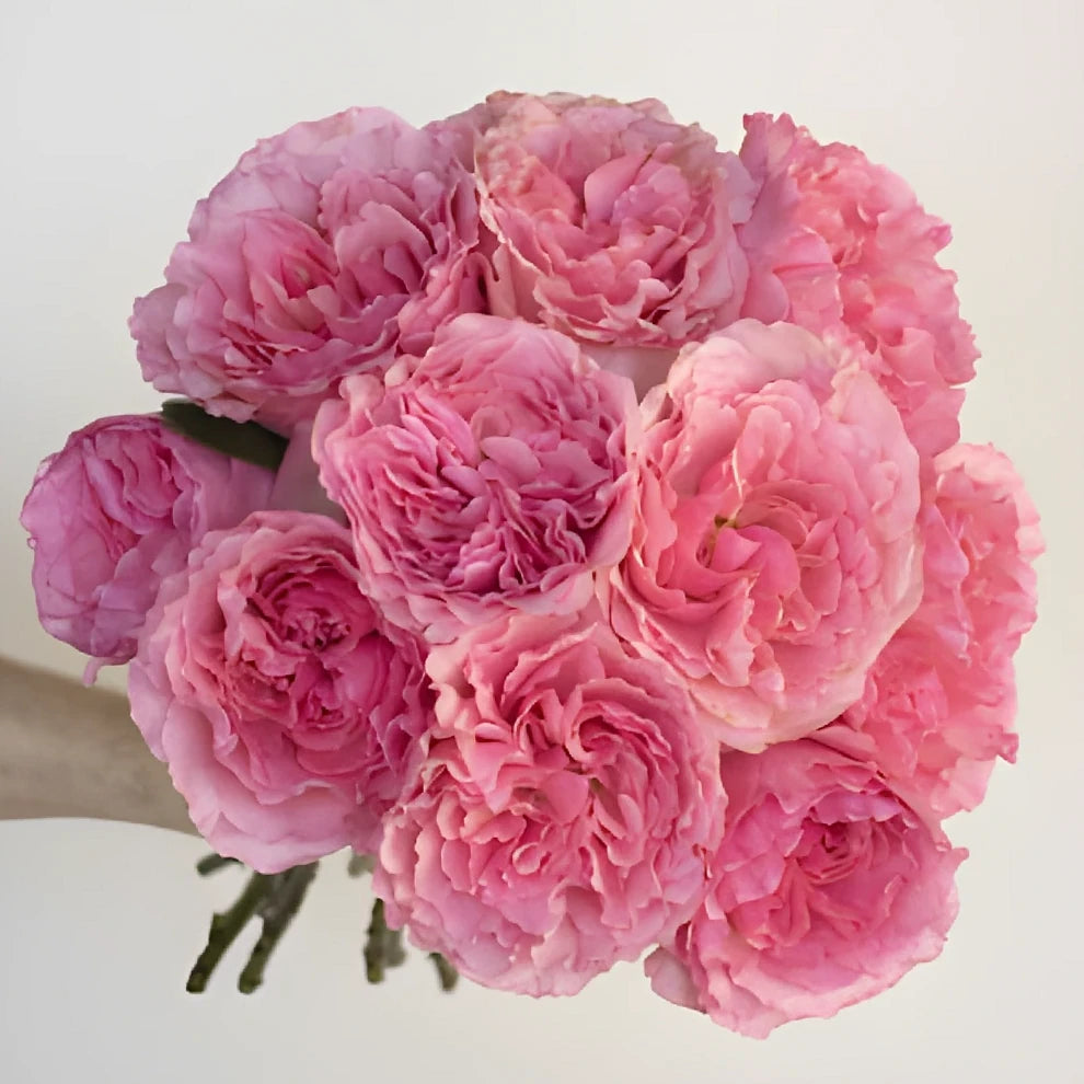 Blush Roses Garden - alternative 1