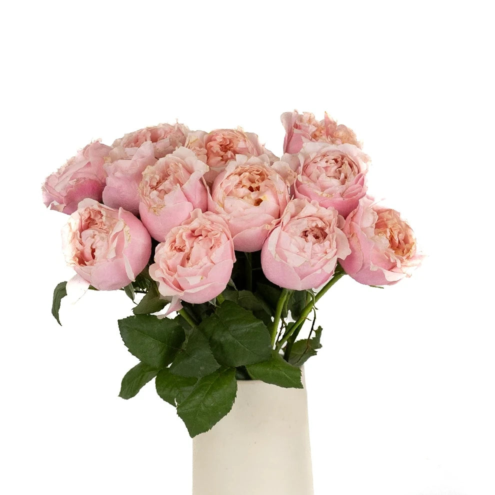 Prince Jardinier Roses Garden - alternative 1
