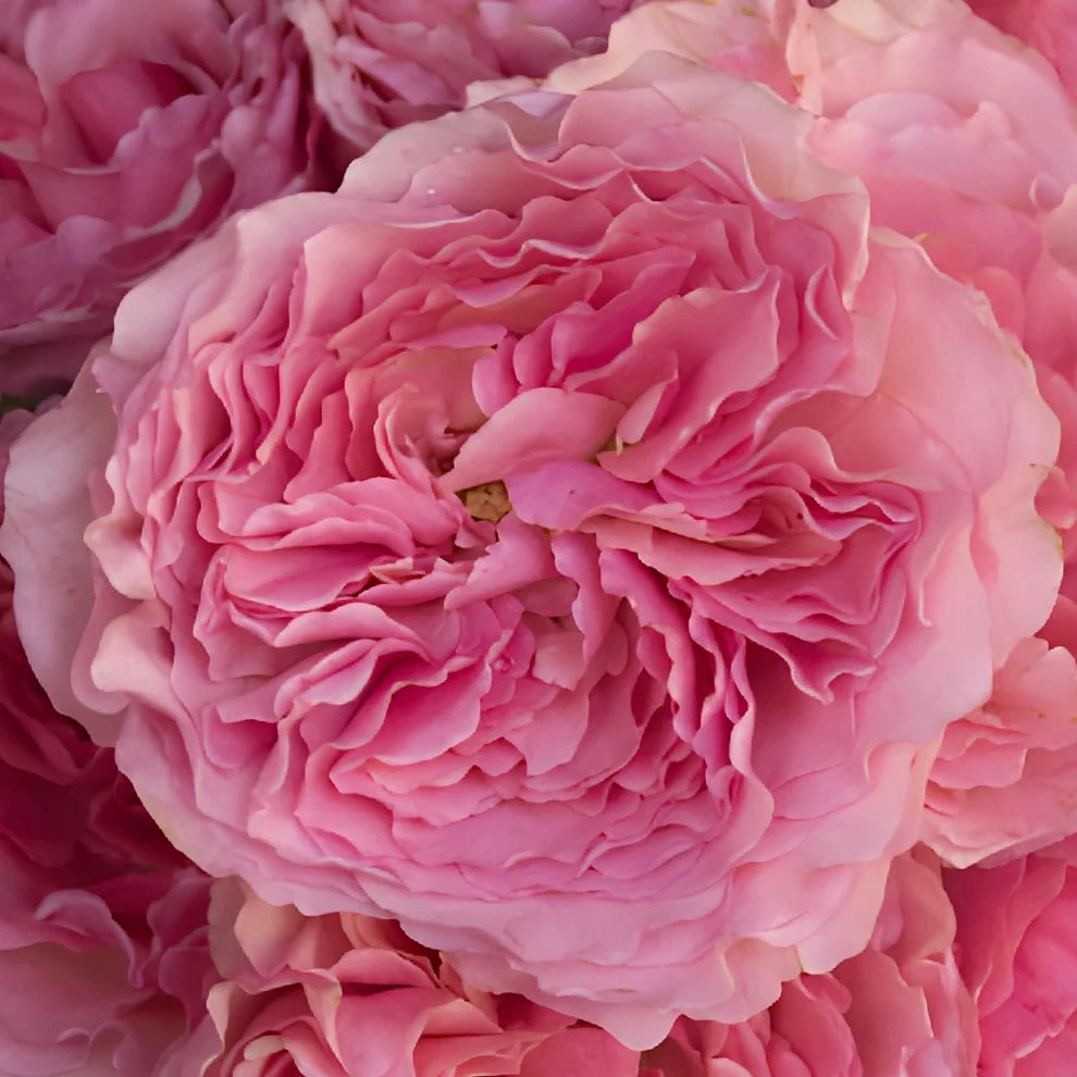 Blush Roses Garden - alternative 4