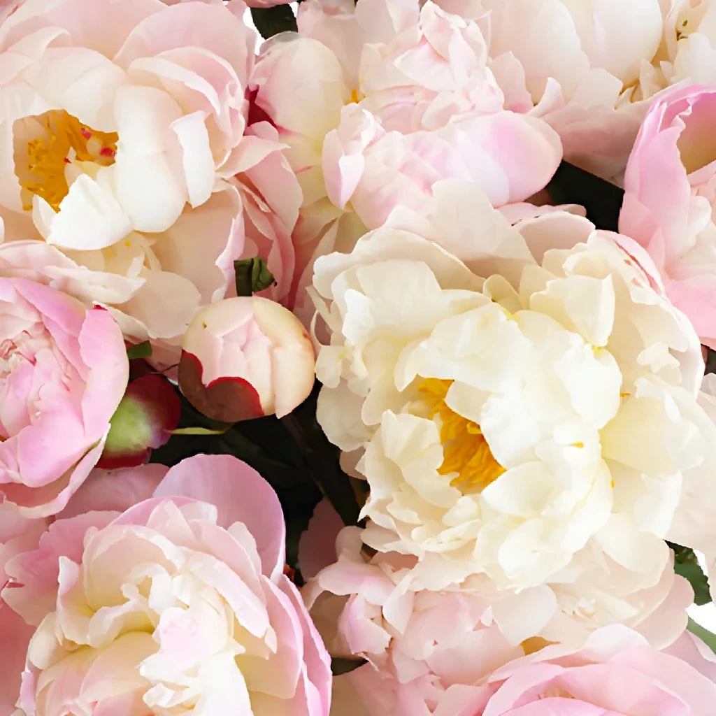Blush Orchids Leis - alternative 2