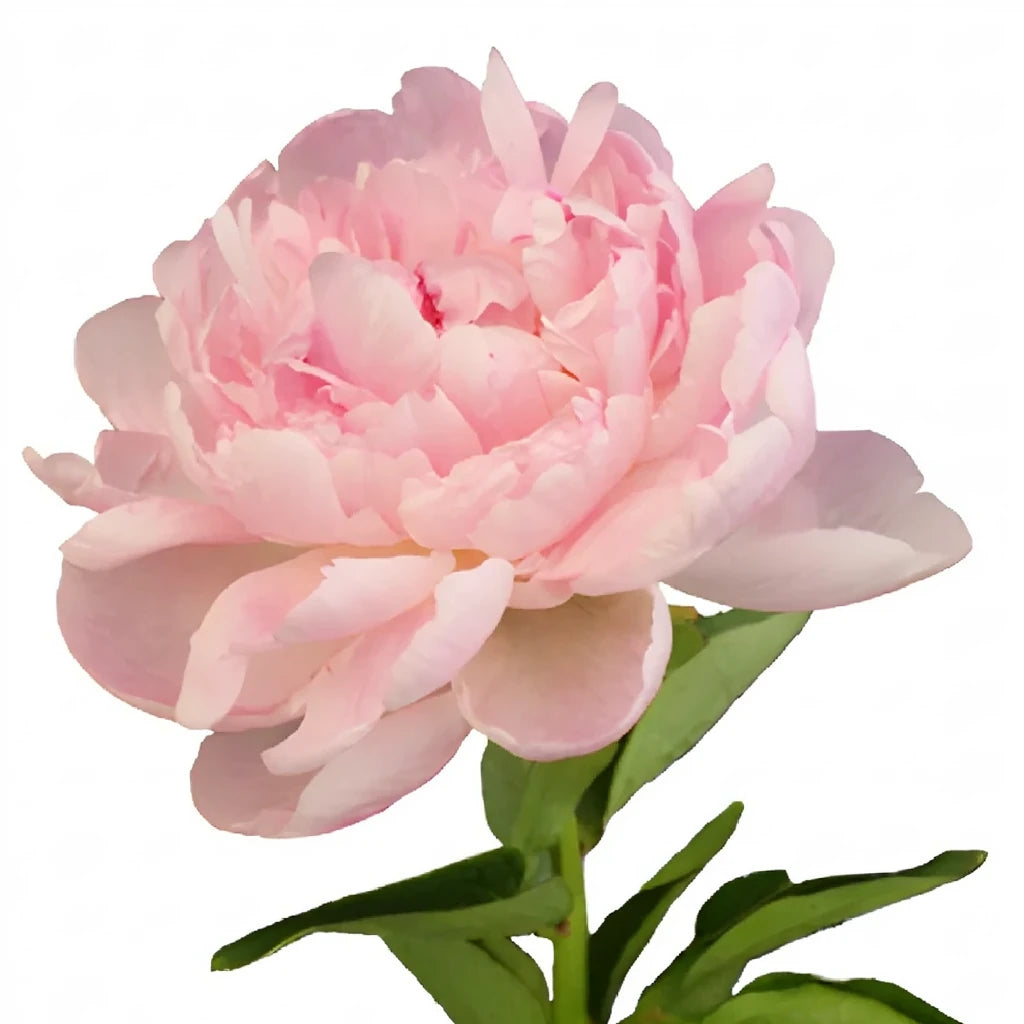 Blush Ranunculus Cloony - alternative 2