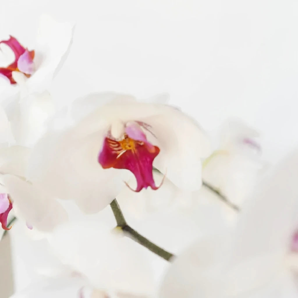 Blush Orchids Phalaenopsis - main