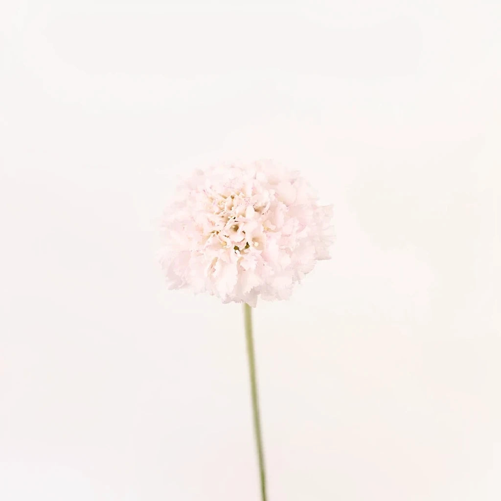 Baby pink Scabiosa - alternative 2