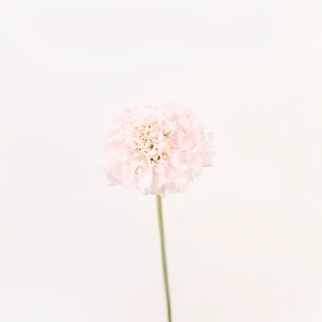 Vainilla Scabiosa - alternative 1
