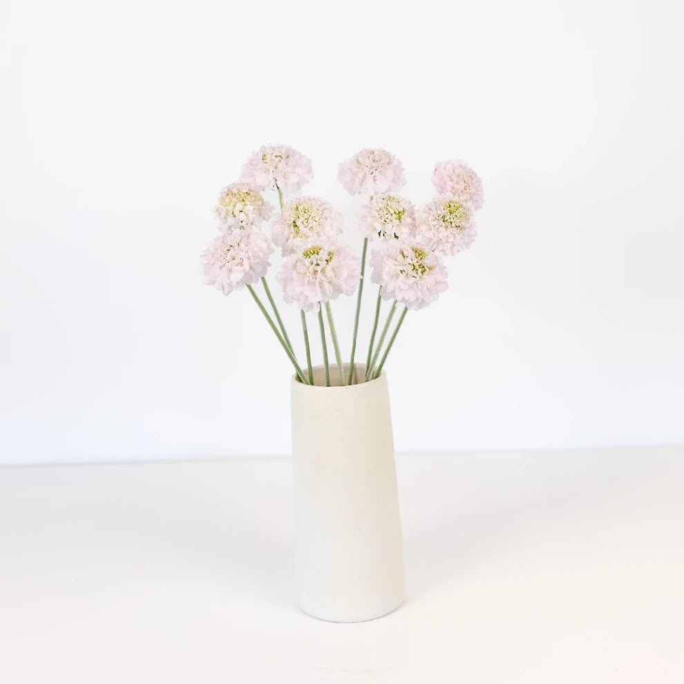 Vainilla Scabiosa - main