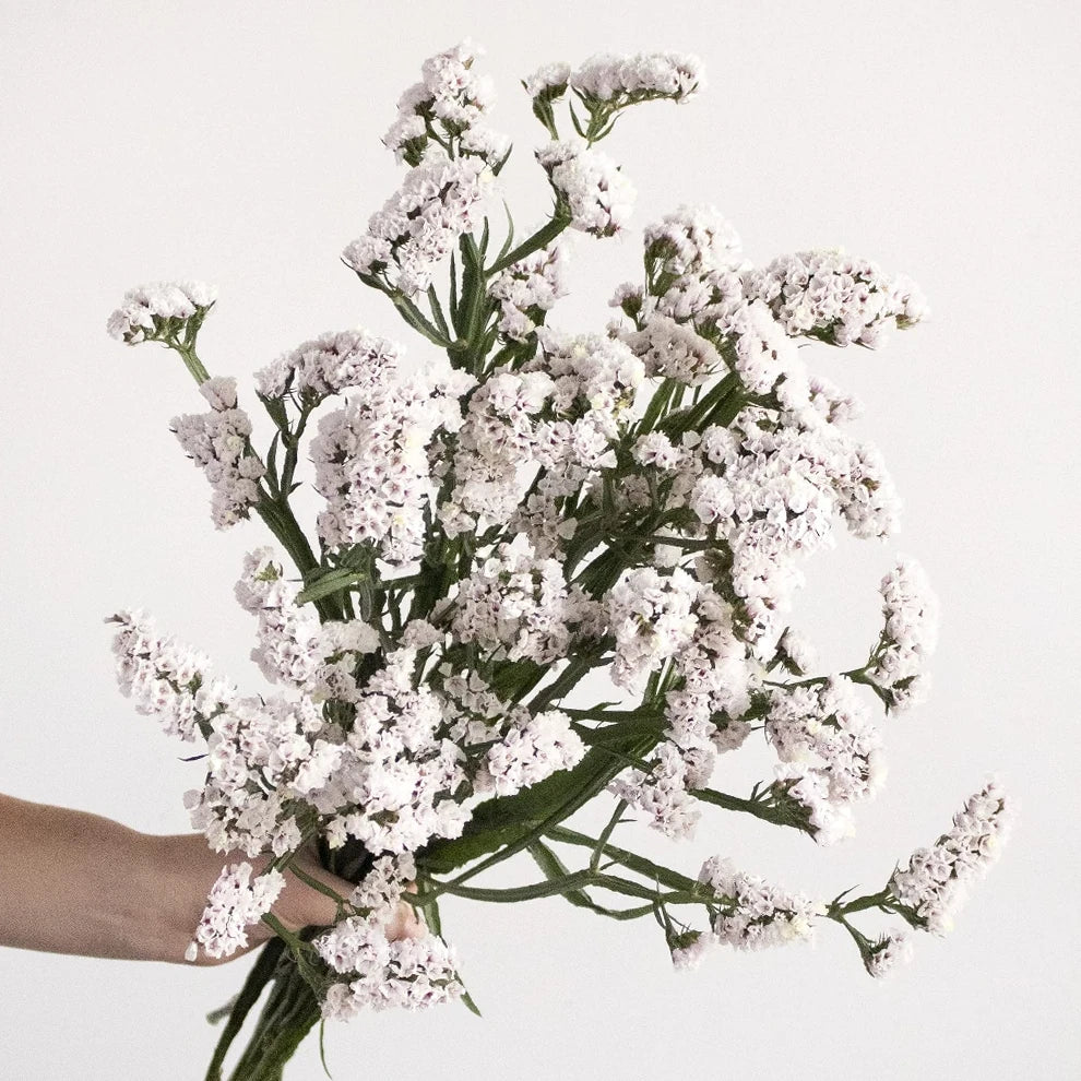 Blush Statice - alternative 2