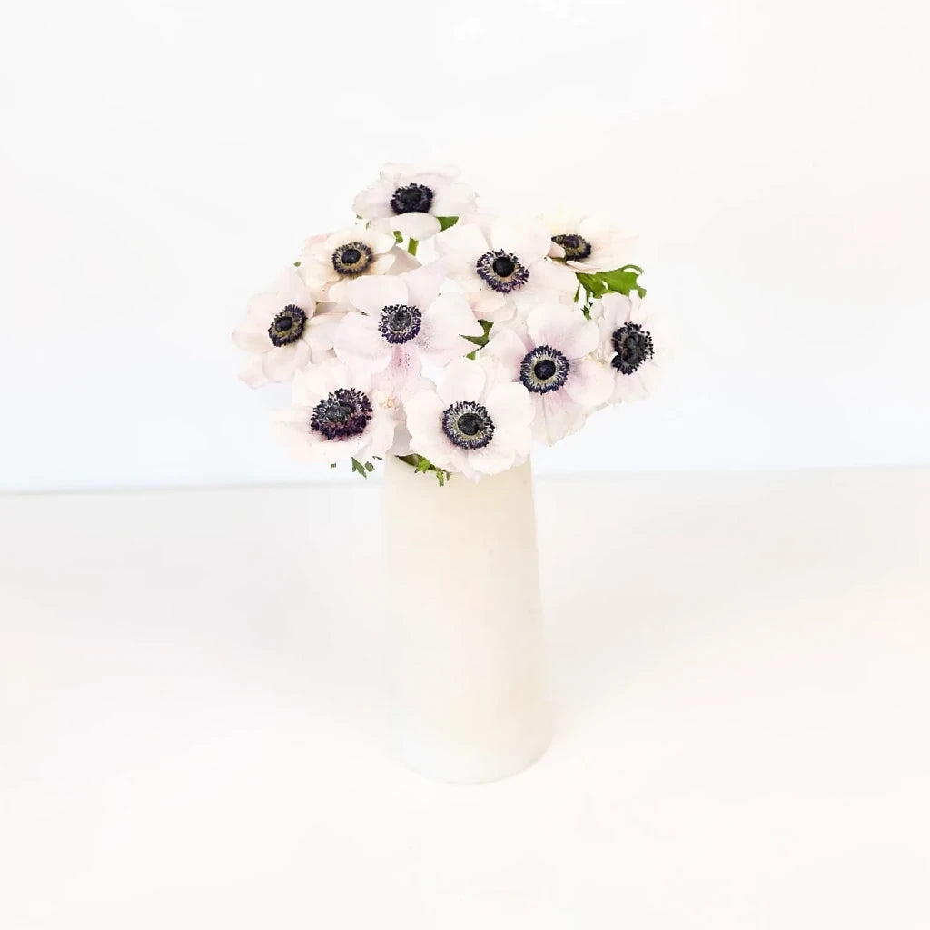 Blush Anemones - alternative 2