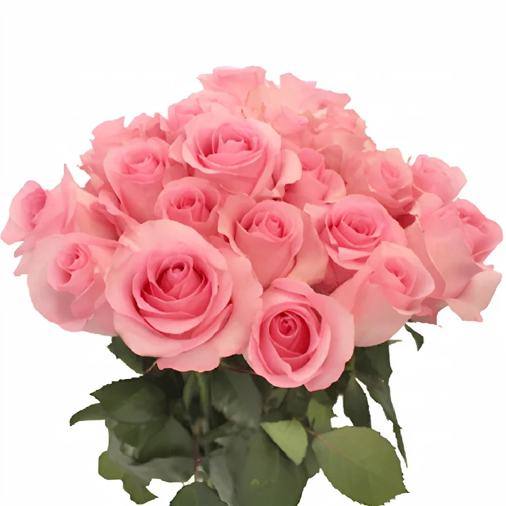 Blushing Akito Roses Standard - alternative 1