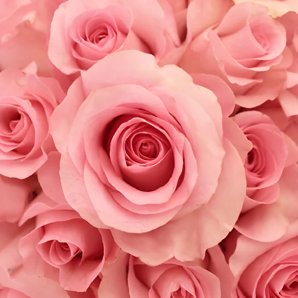 Blushing Akito Roses Standard - main