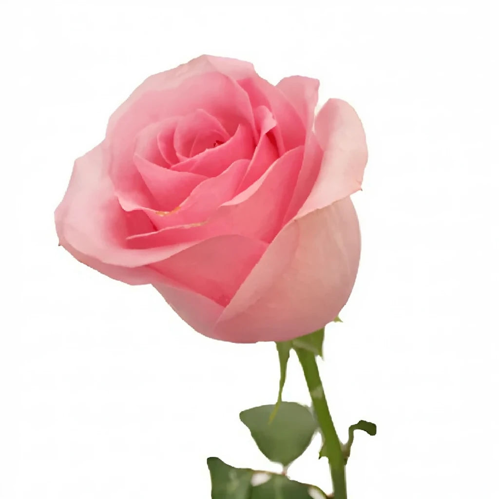 Blushing Akito Roses Standard - alternative 2