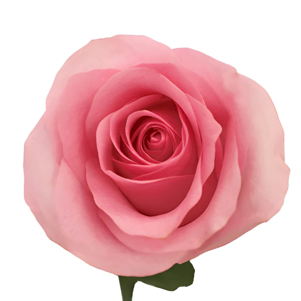 Blushing Akito Roses Standard - alternative 3