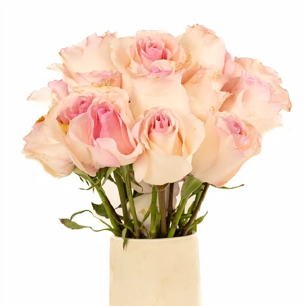 Arleen Roses Standard - main