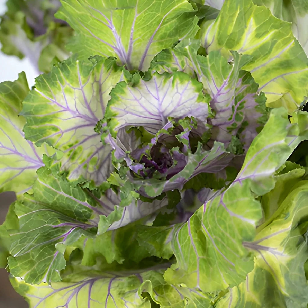 Lavender Kale - alternative 2