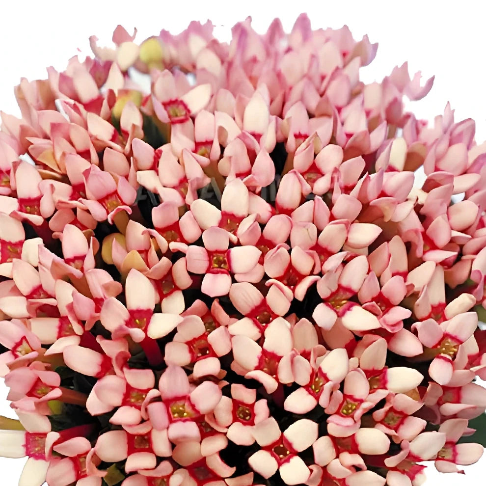 Pink Light Bouvardia - alternative 1