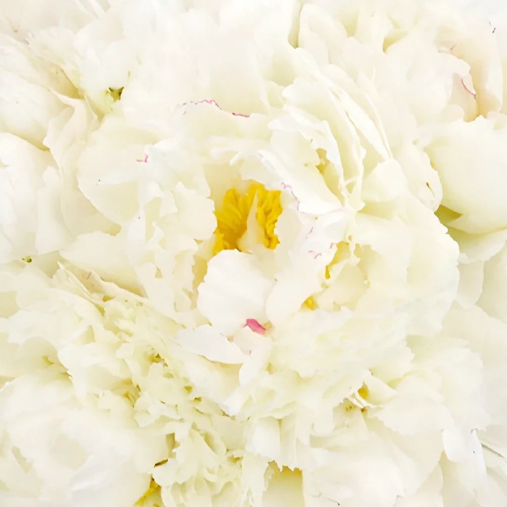 Cream Peonies - alternative 1