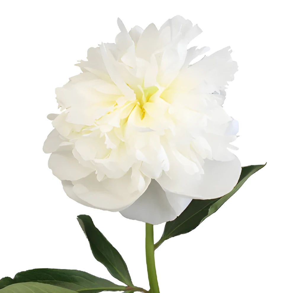 Cream Peonies - alternative 2