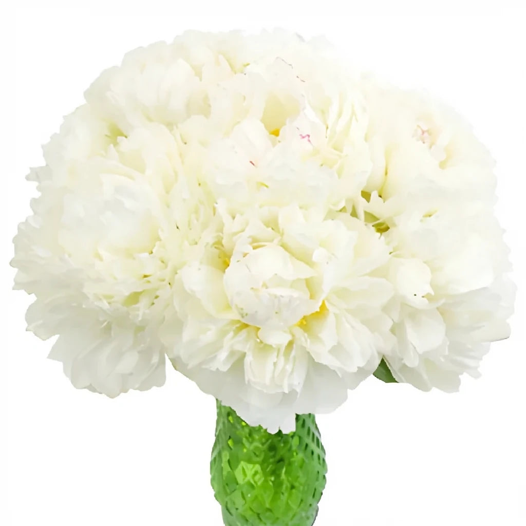 Cream Peonies - main