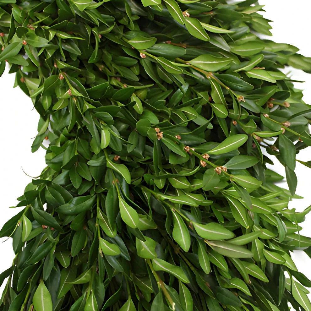 Wreath Boxwood Greenery - main