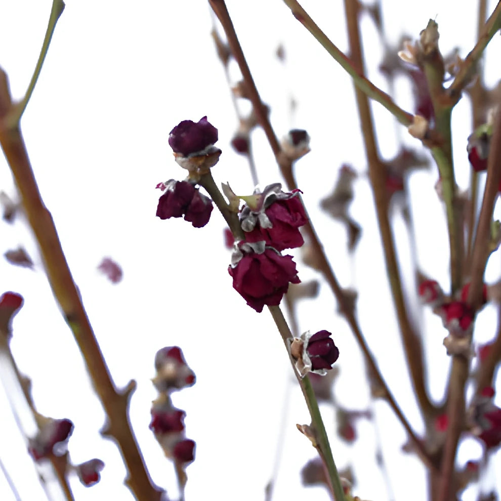 Peach Blossom Red Branches - alternative 1