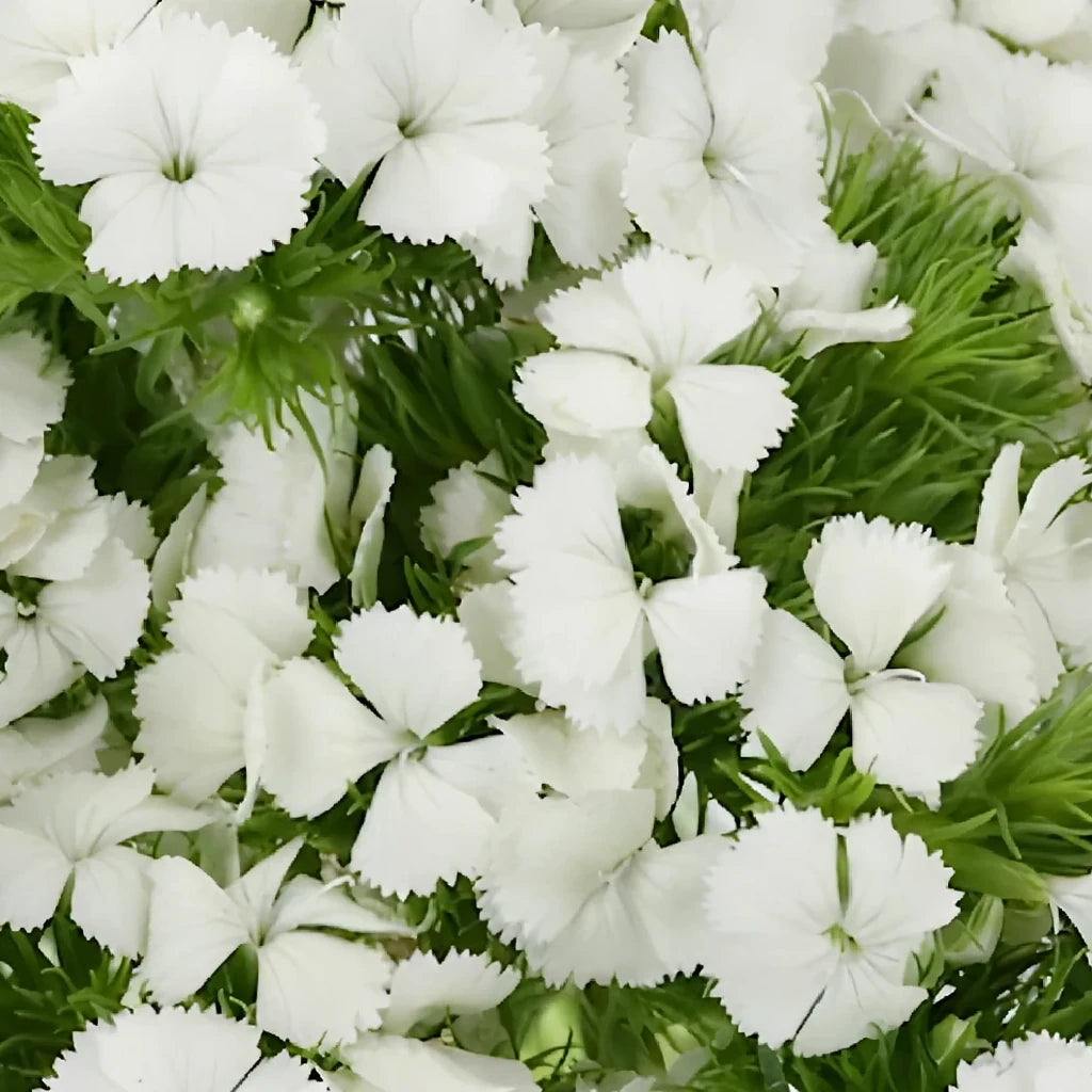 Breanthus White Dianthus - main
