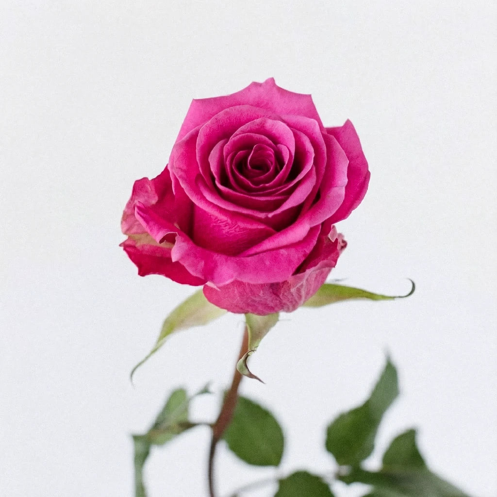 Breezer Roses Standard - alternative 1