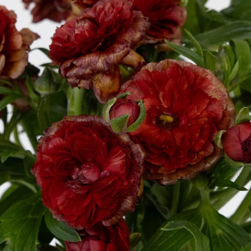 Butterfly Hades Ranunculus - alternative 1