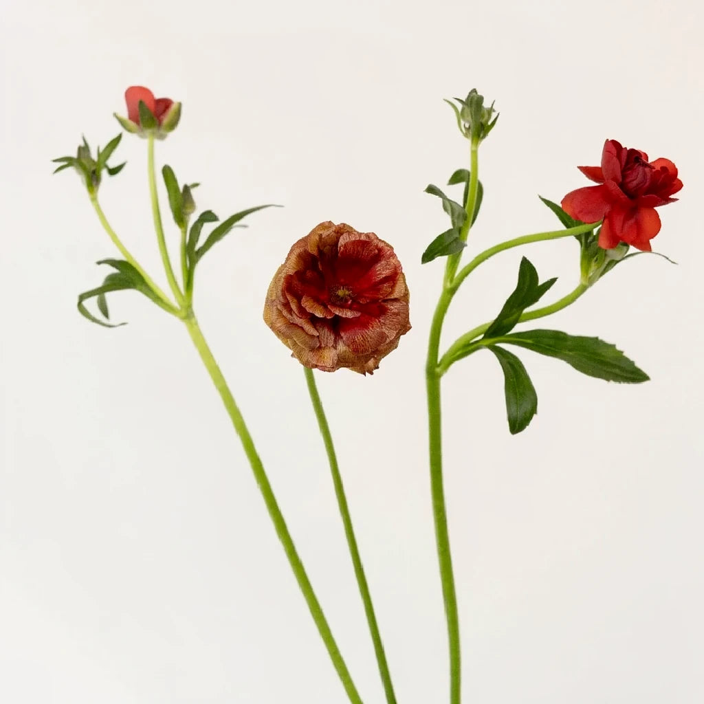 Red Butterfly Ranunculus - Red - main