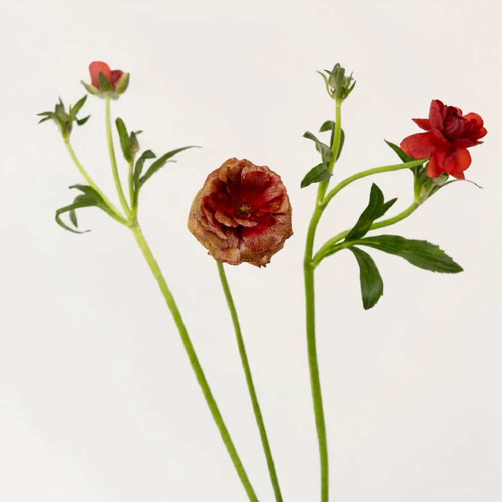 Butterfly Hades Ranunculus - alternative 2