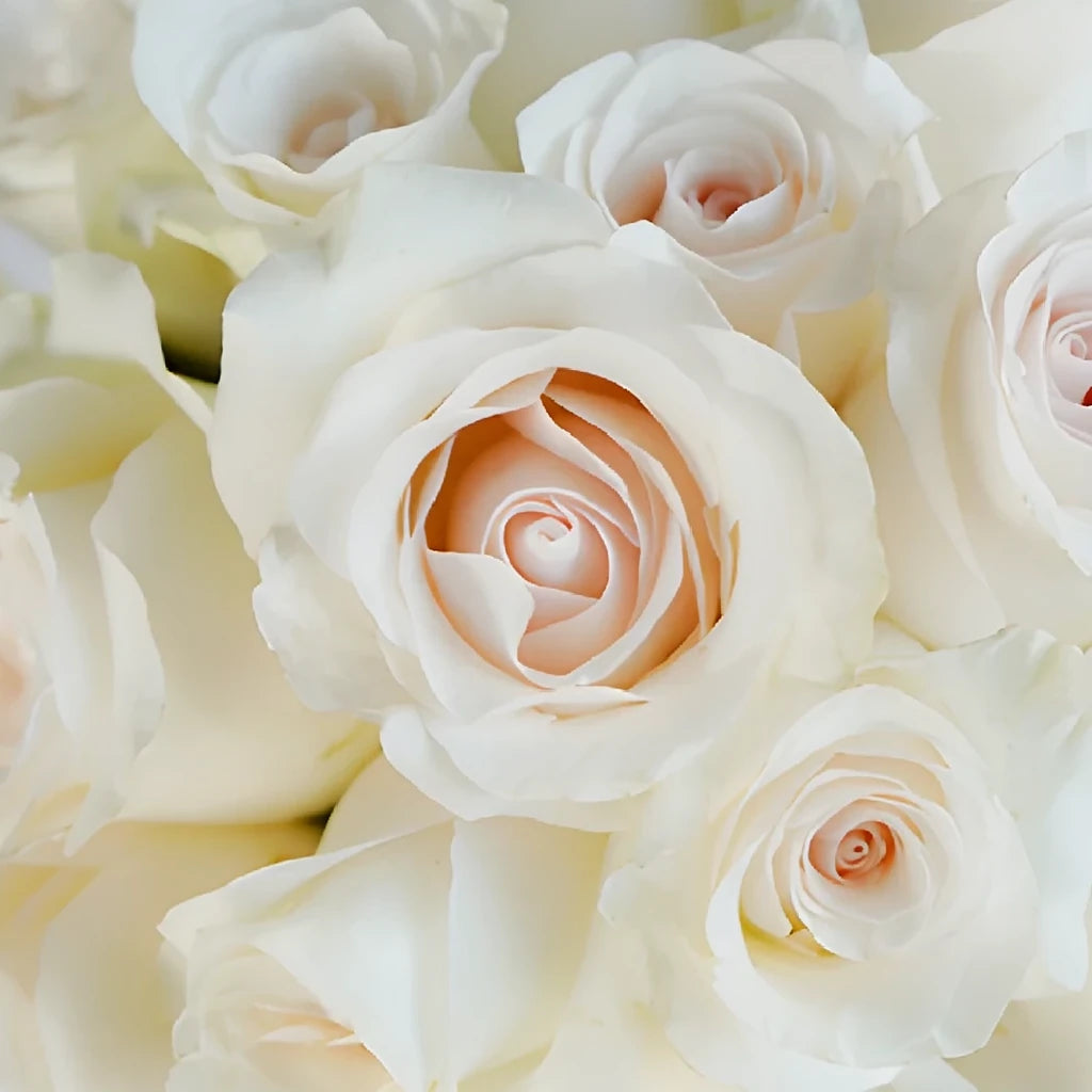 Bridal Akito Roses Standard - alternative 4
