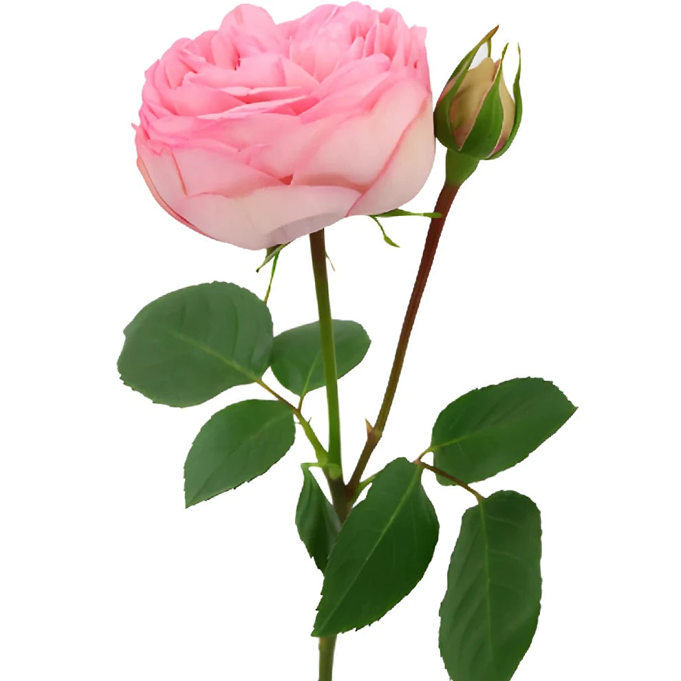Bridal Piano Roses Garden - alternative 3