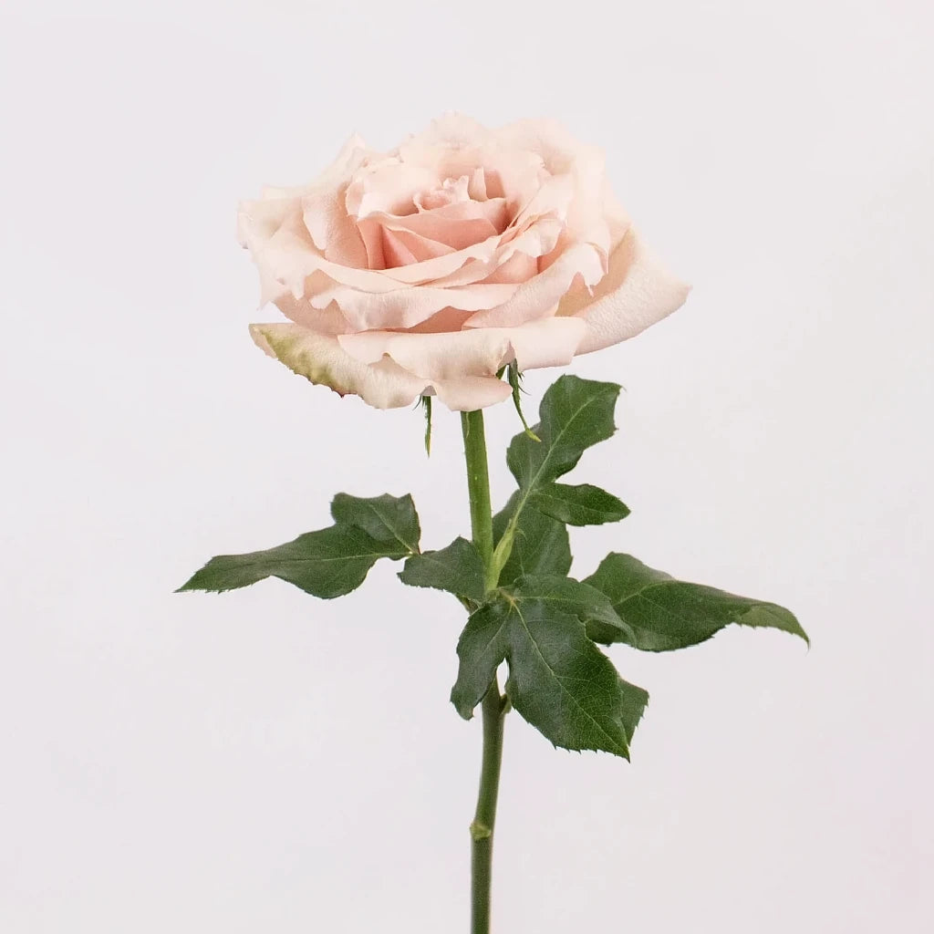 Bridesmaid Roses Garden - main