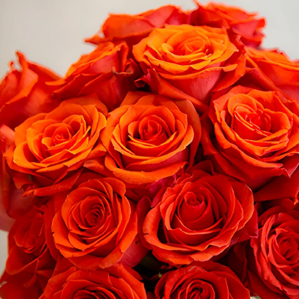Santana Roses Standard - alternative 4