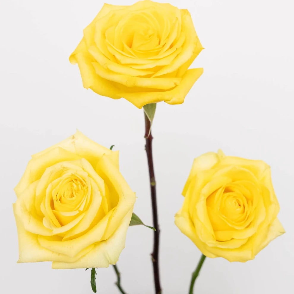 Super Sun Roses Standard - main
