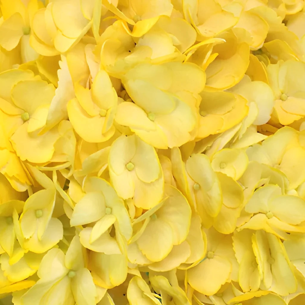 Yellow Tinted Hydrangeas - main